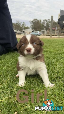 Border collie pups