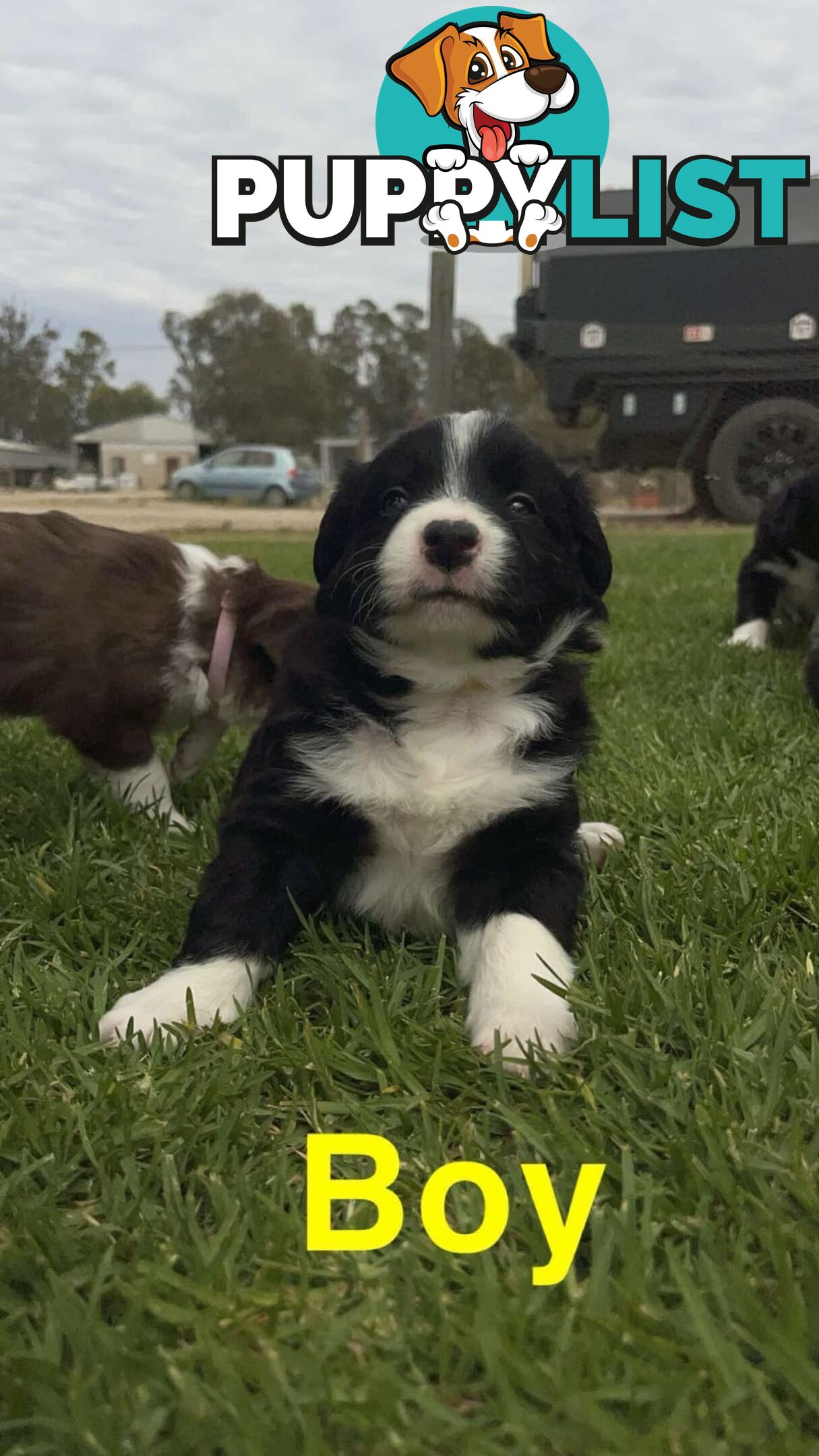 Border collie pups