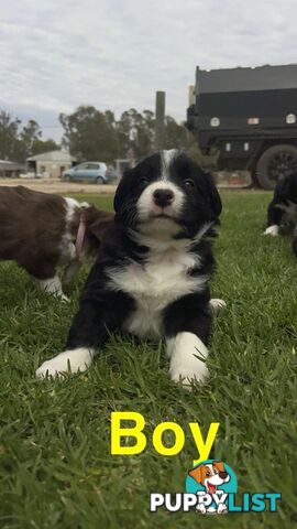 Border collie pups