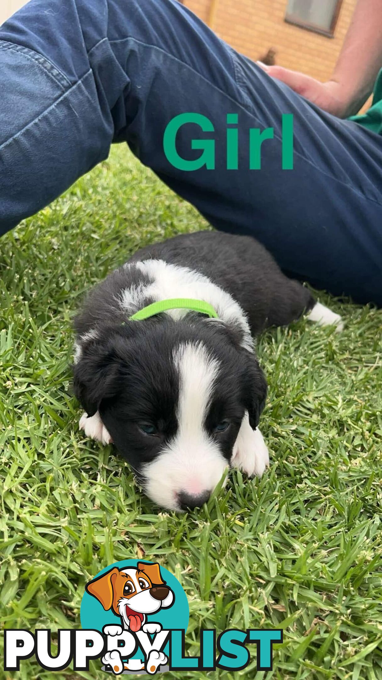 Border collie pups