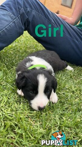 Border collie pups