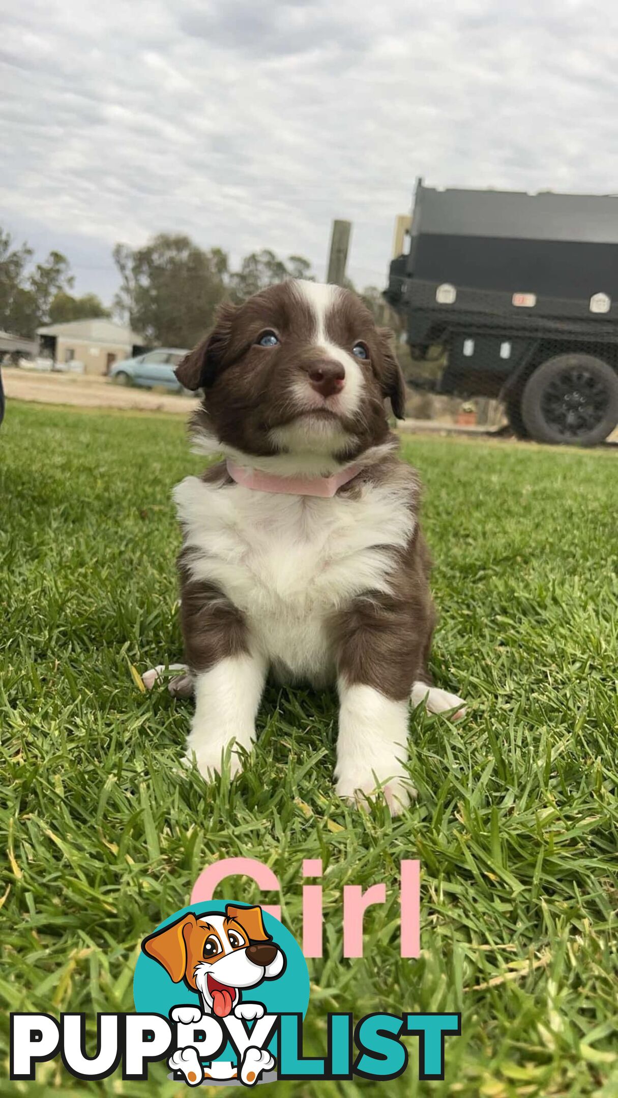 Border collie pups