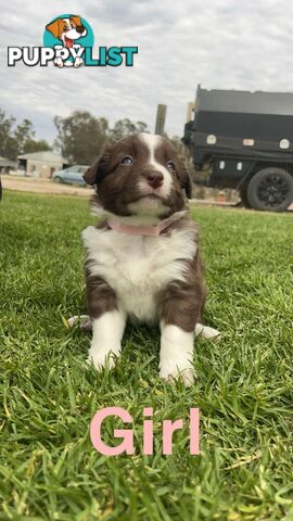 Border collie pups