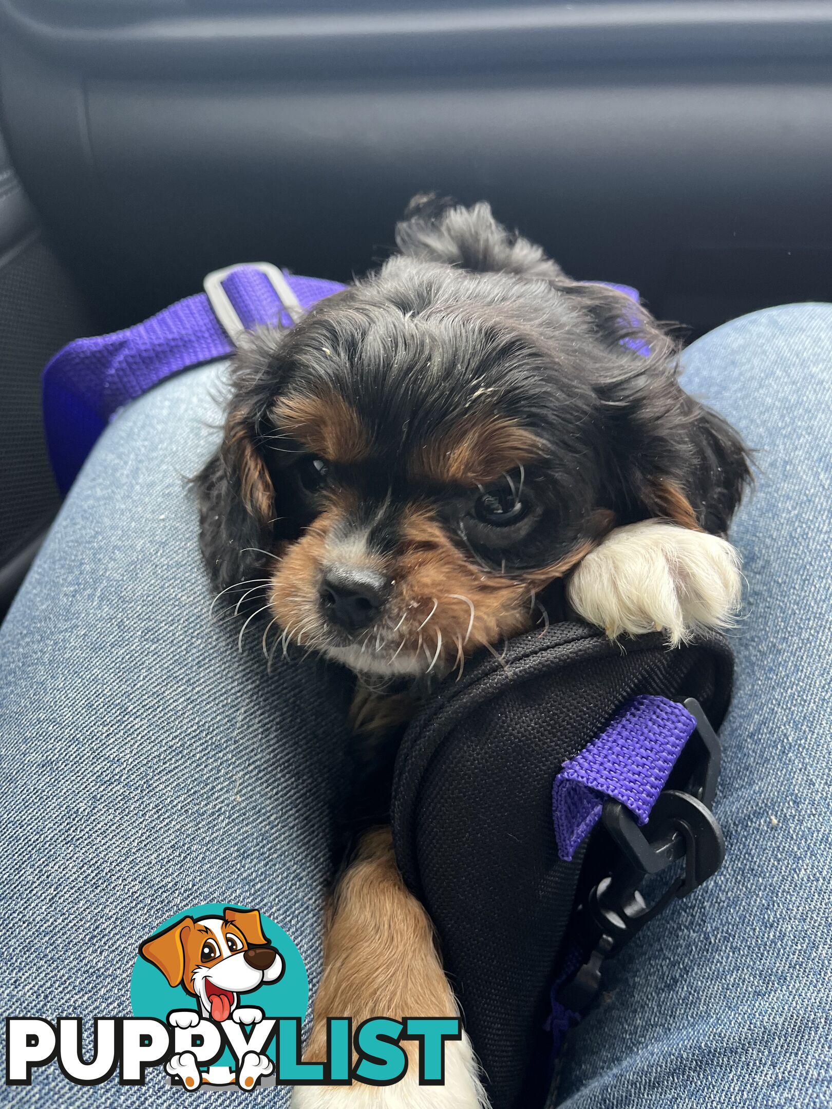 Cavoodle