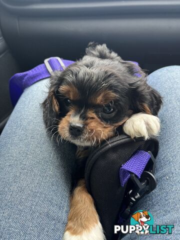 Cavoodle