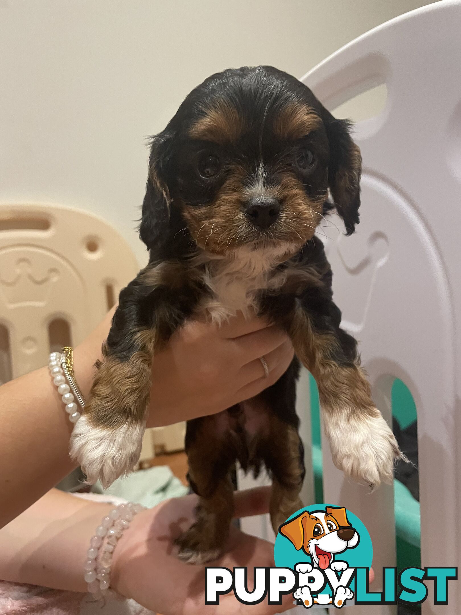Cavoodle