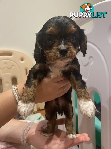 Cavoodle