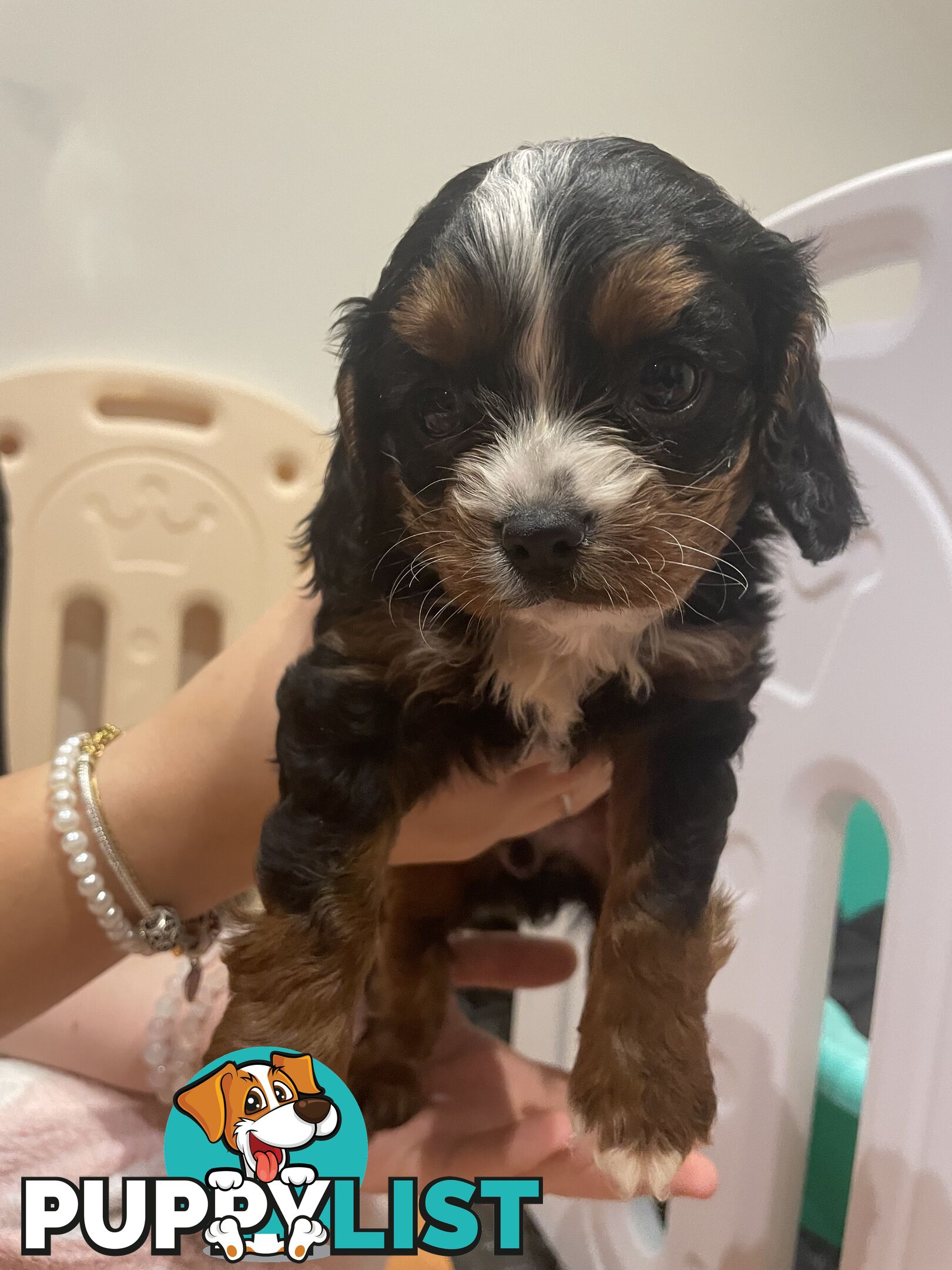 Cavoodle