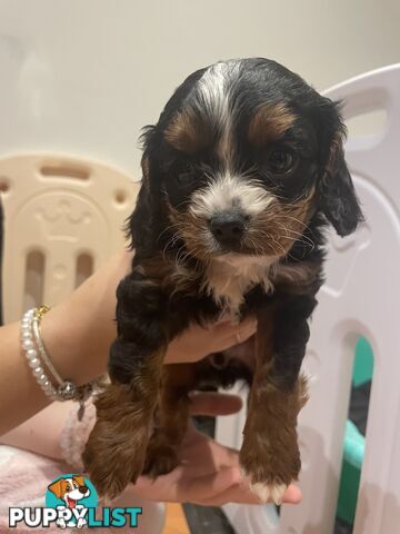 Cavoodle