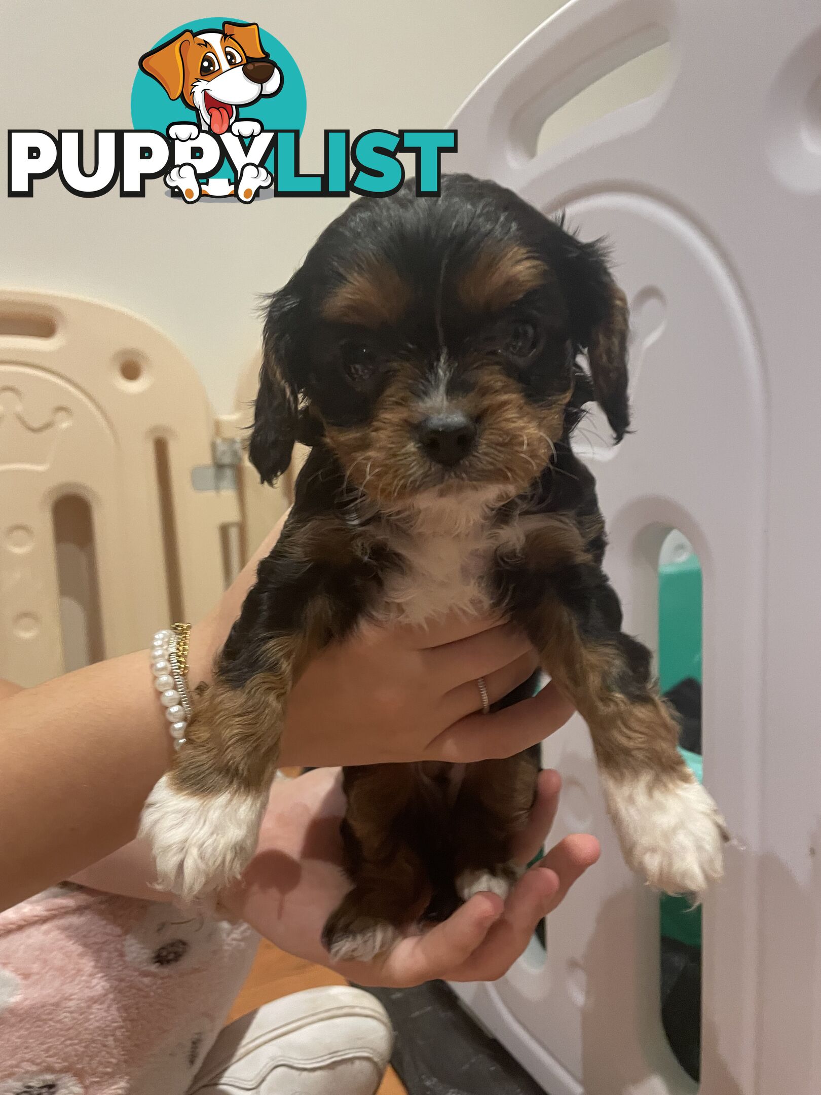 Cavoodle