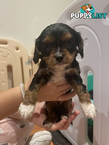Cavoodle