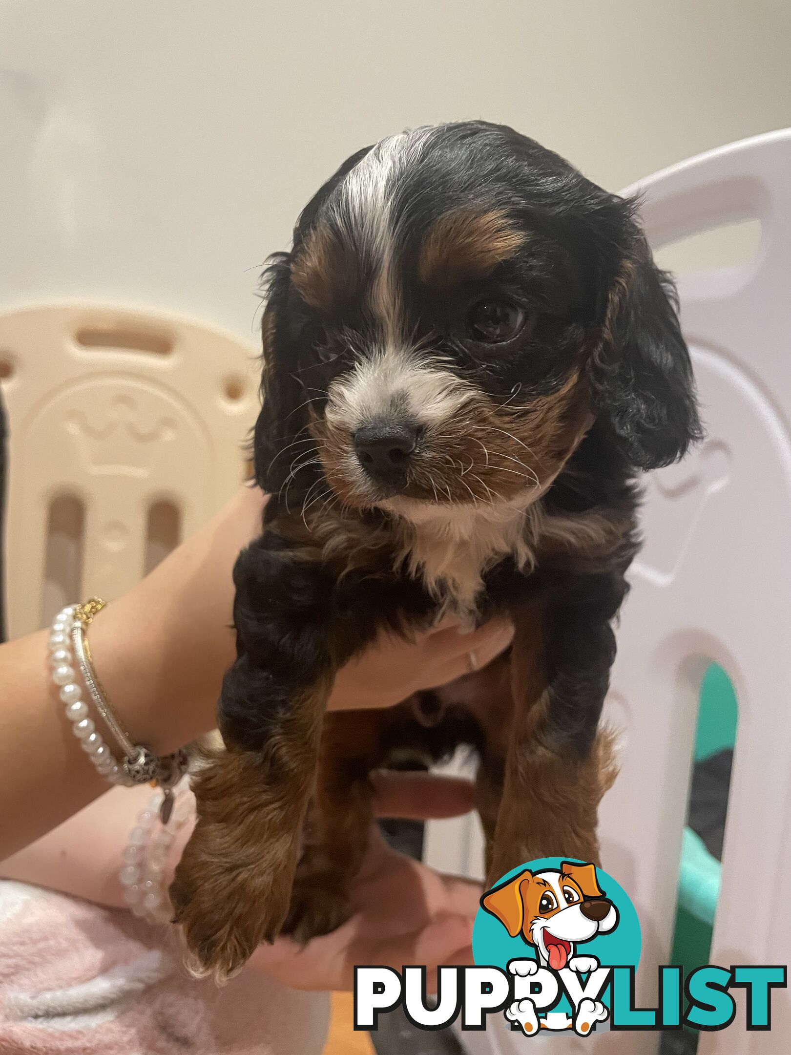 Cavoodle