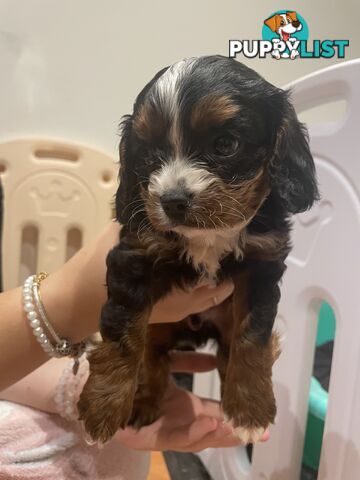 Cavoodle