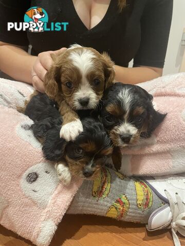 Cavoodle