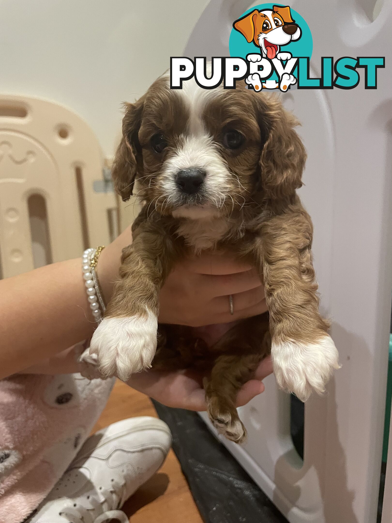 Cavoodle