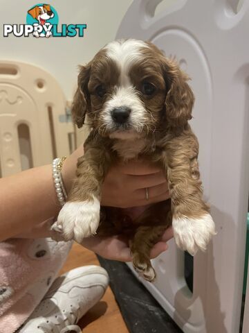 Cavoodle