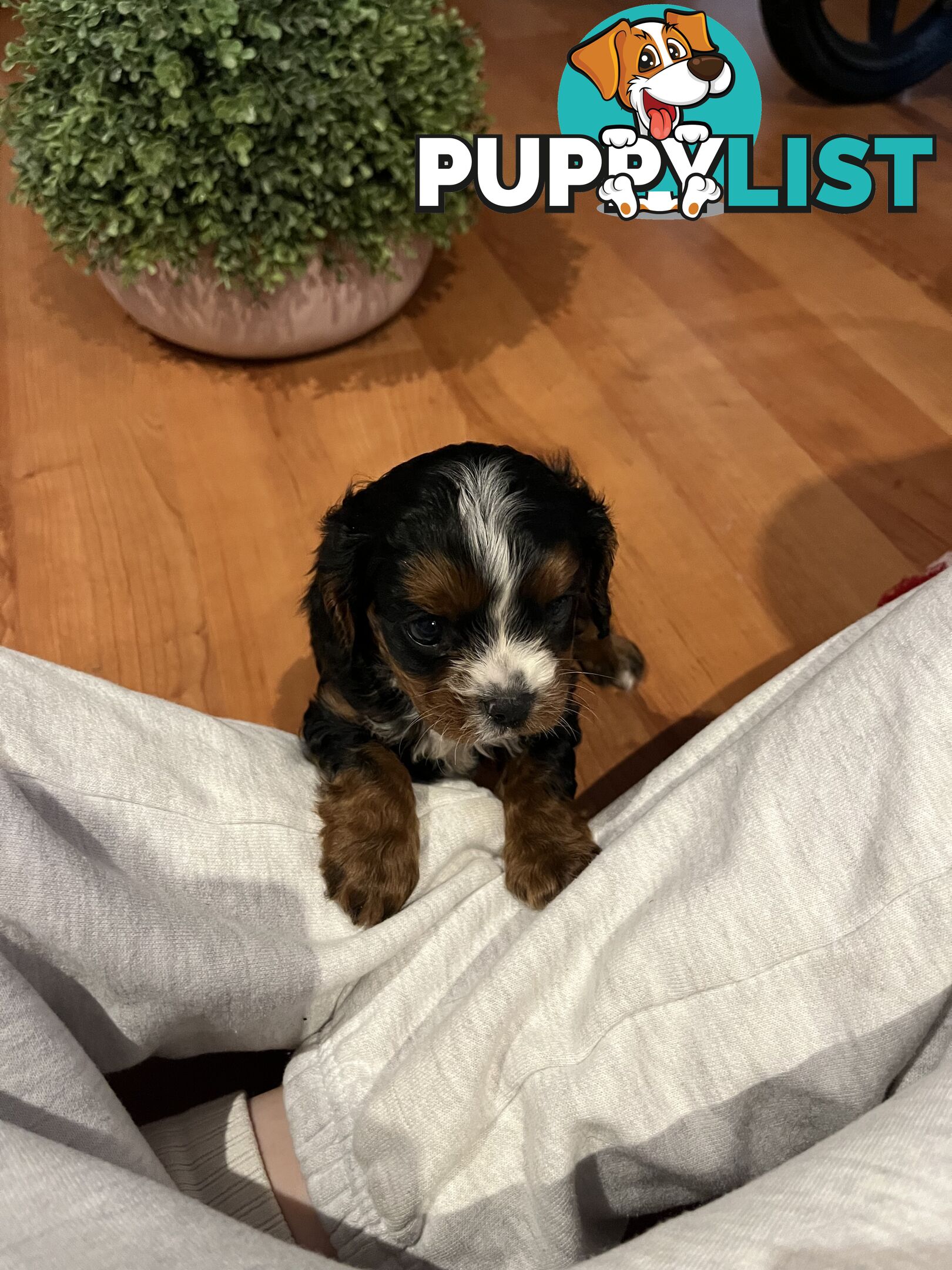 Cavoodle
