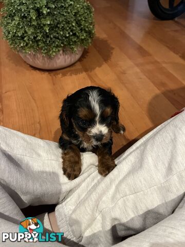 Cavoodle