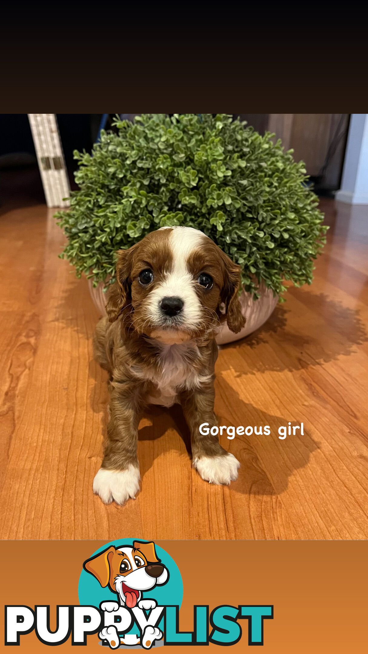 Cavoodle