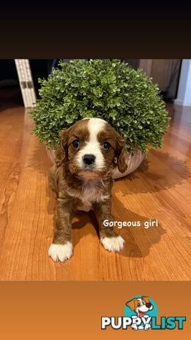 Cavoodle
