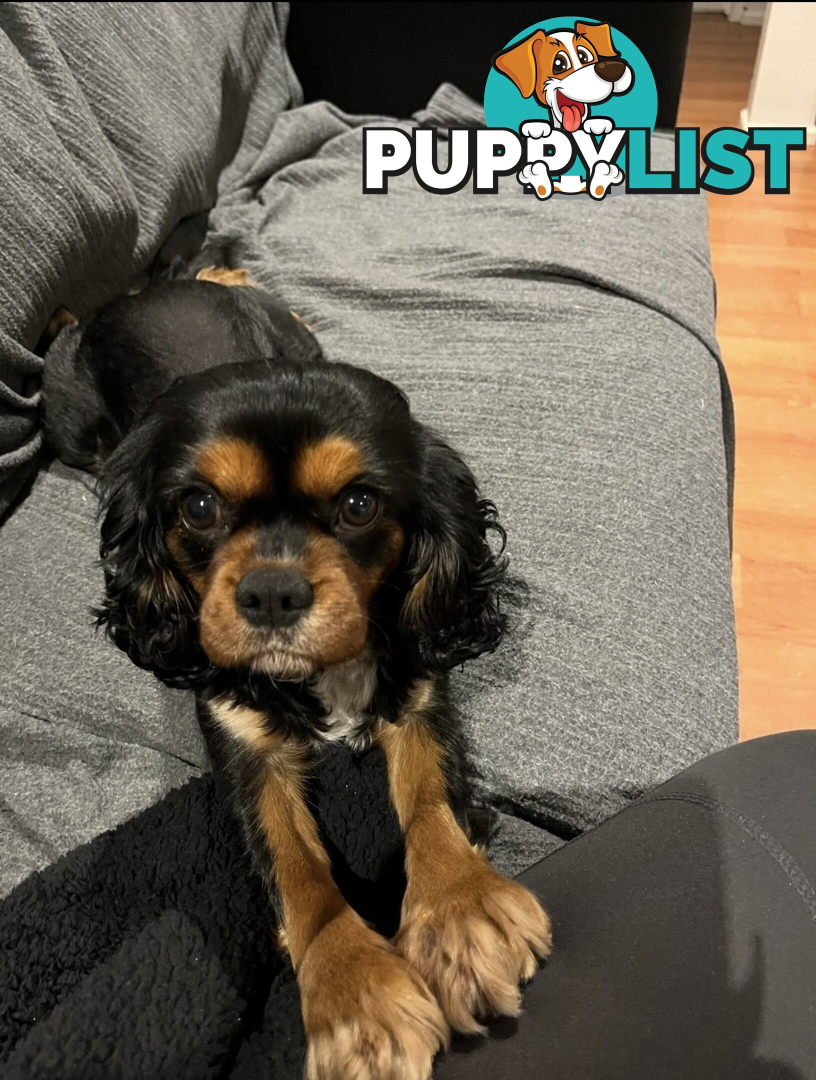 Cavoodle