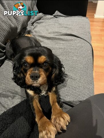 Cavoodle