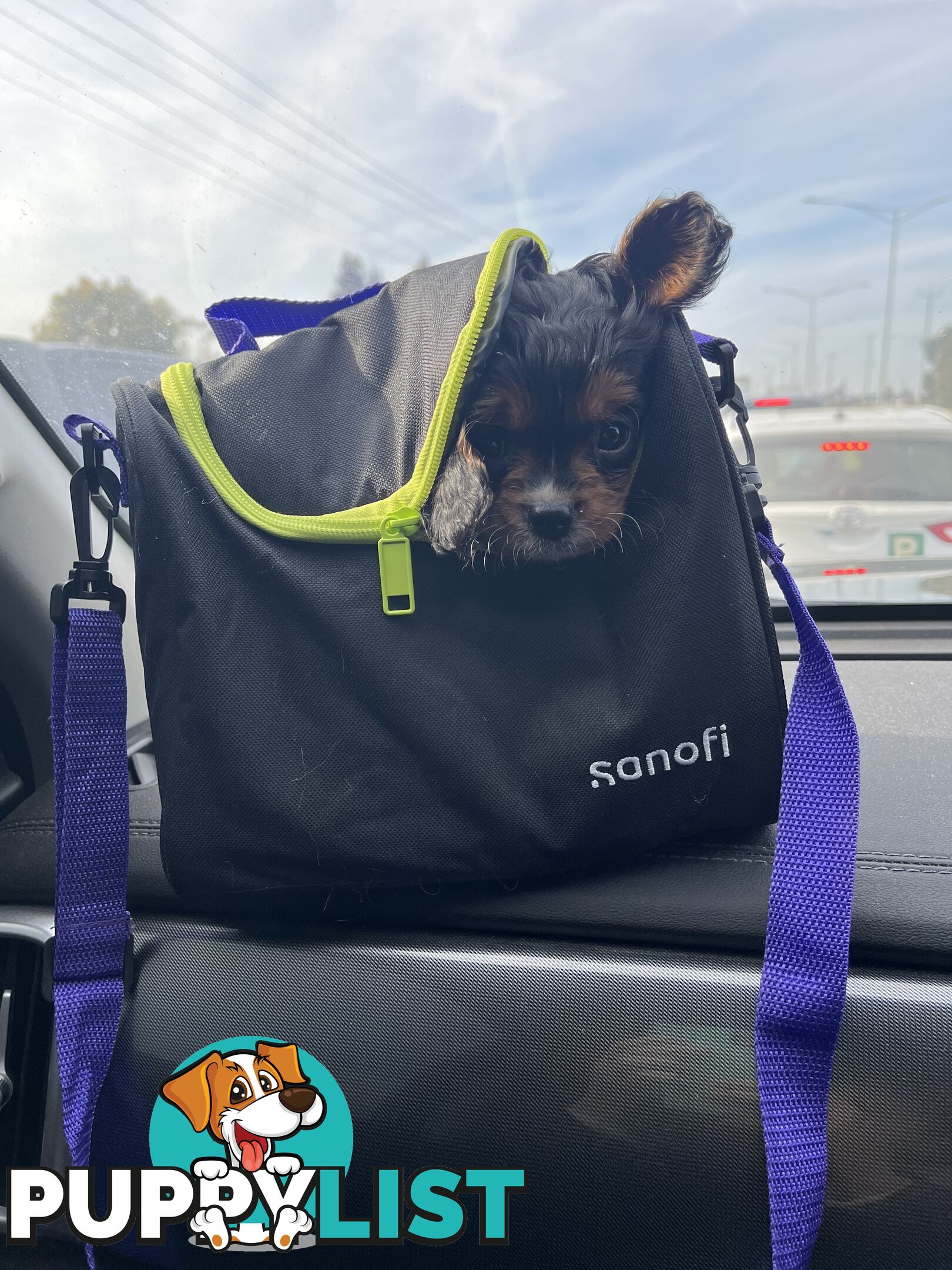 Cavoodle