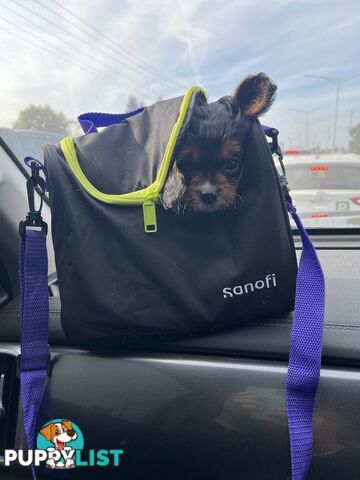Cavoodle