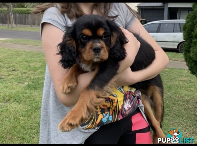 Cavoodle