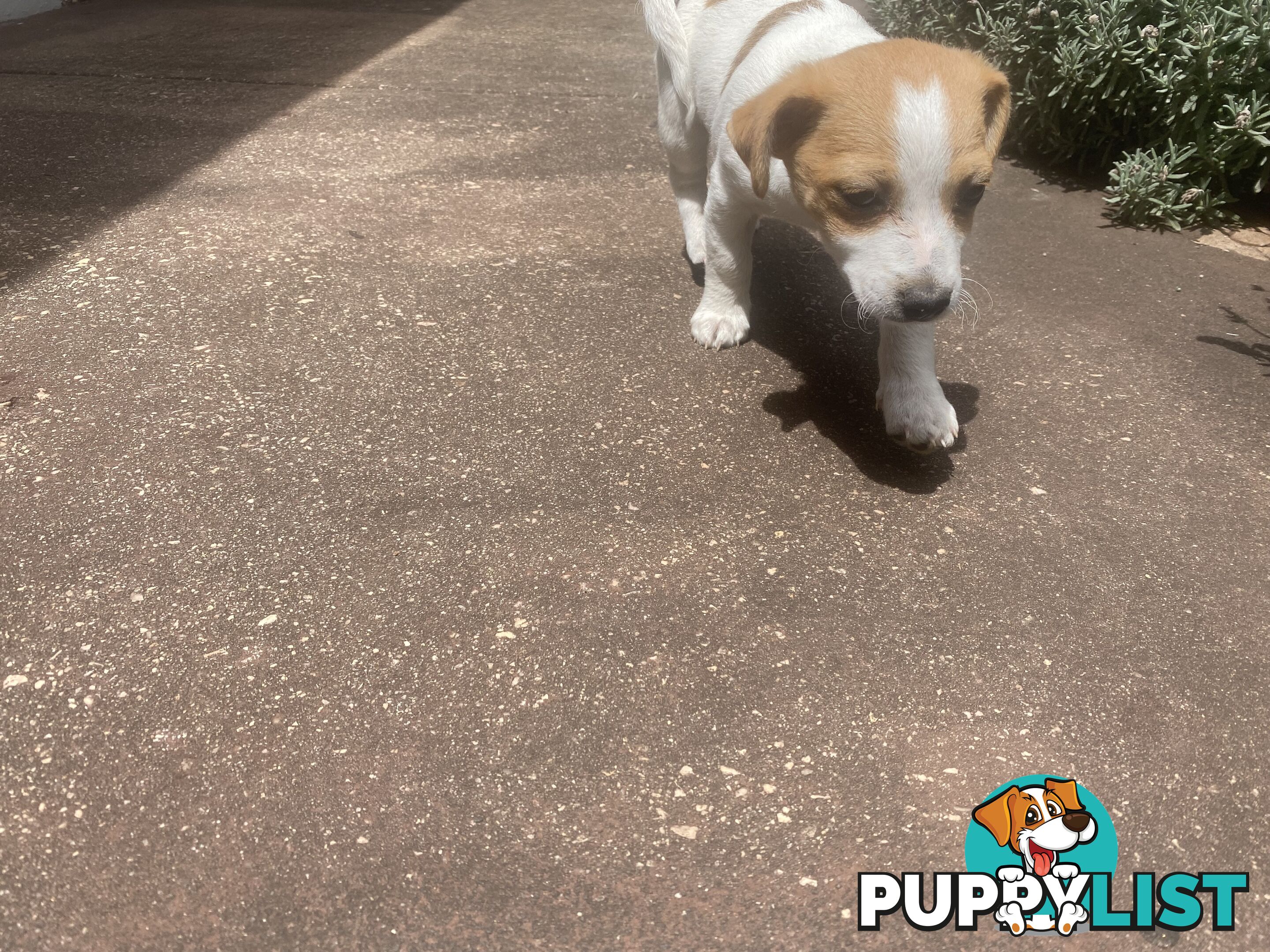 Jack Russell puppies