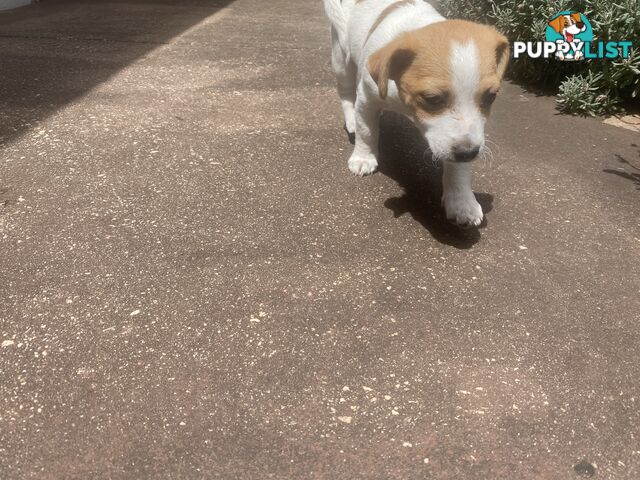 Jack Russell puppies