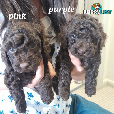 6 purebred toy poodle pups