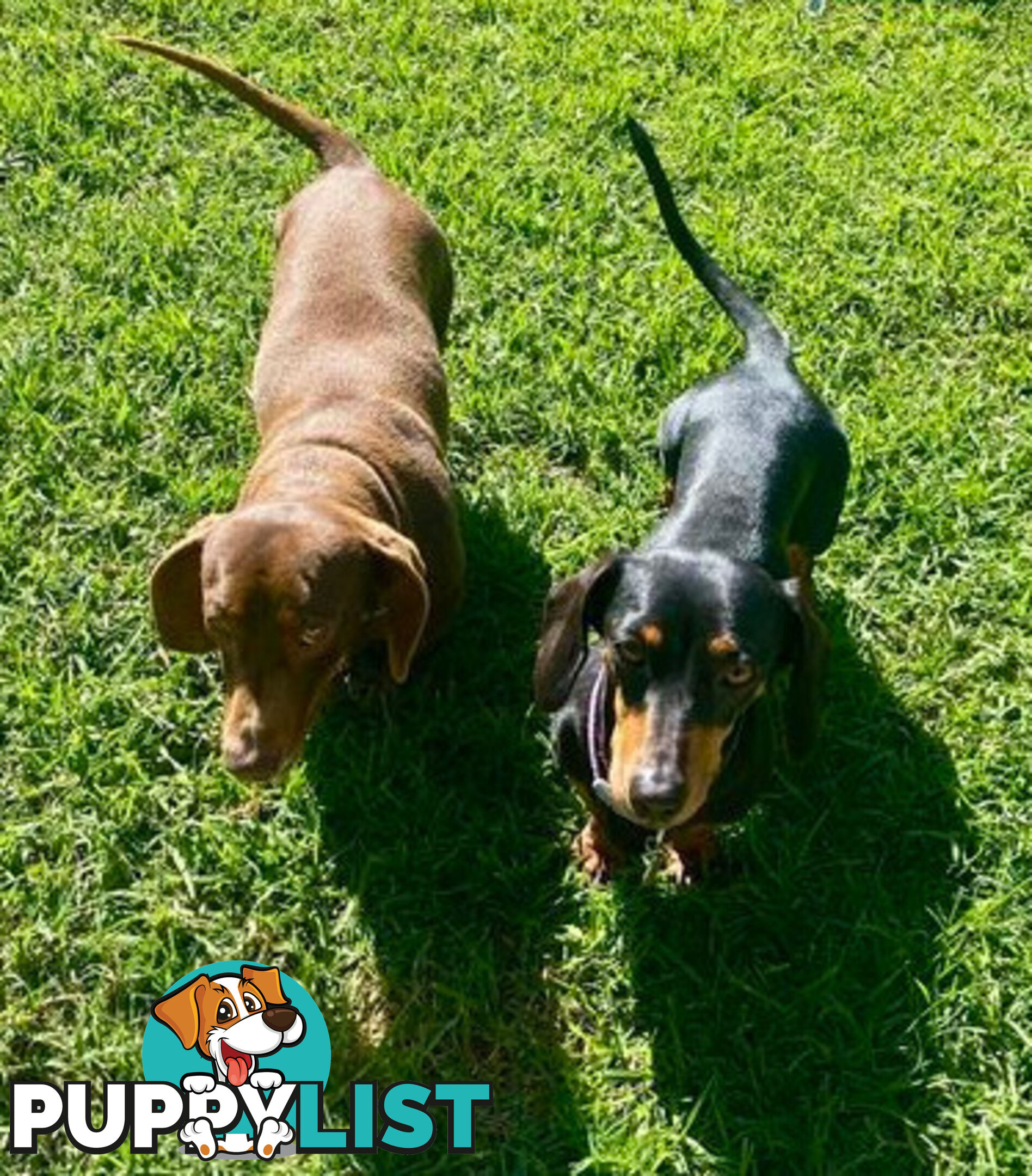 Miniature Dachshund Puppies