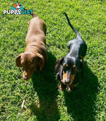 Miniature Dachshund Puppies