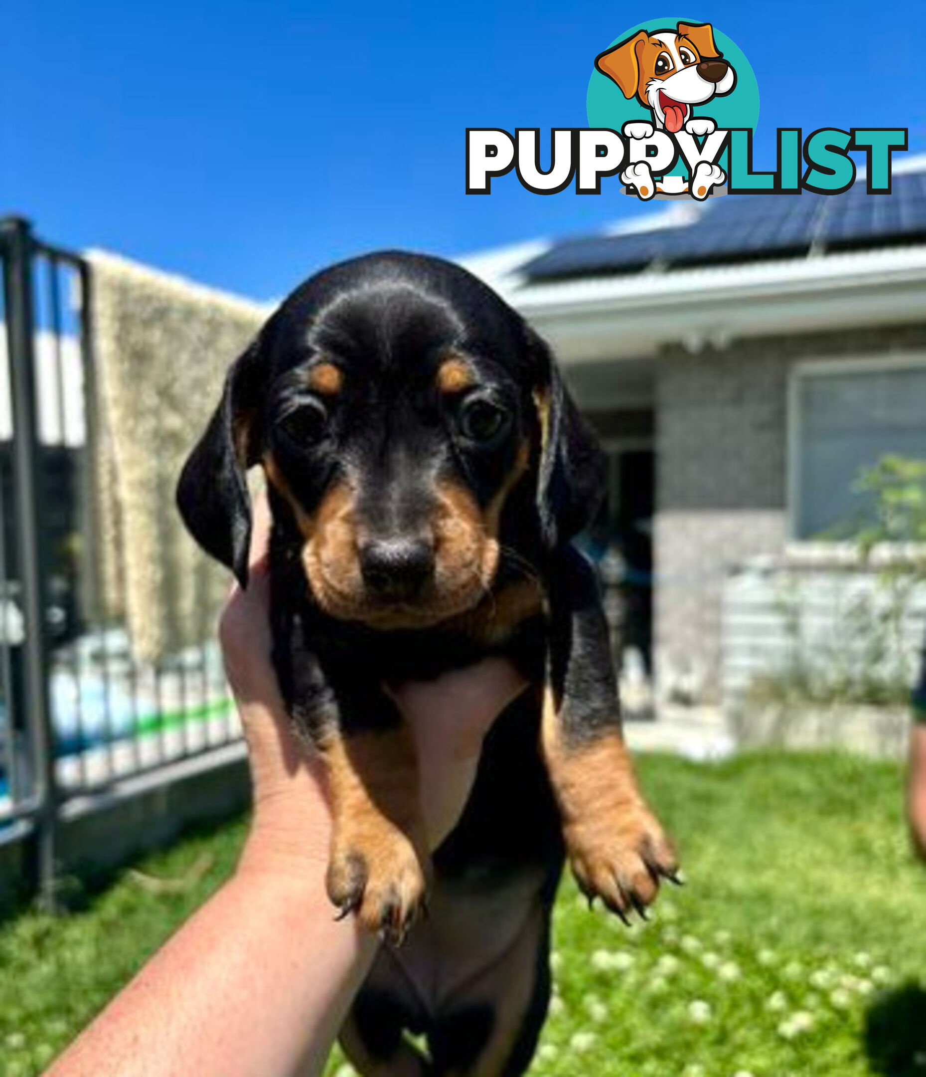 Miniature Dachshund Puppies