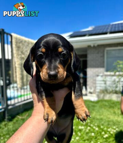 Miniature Dachshund Puppies