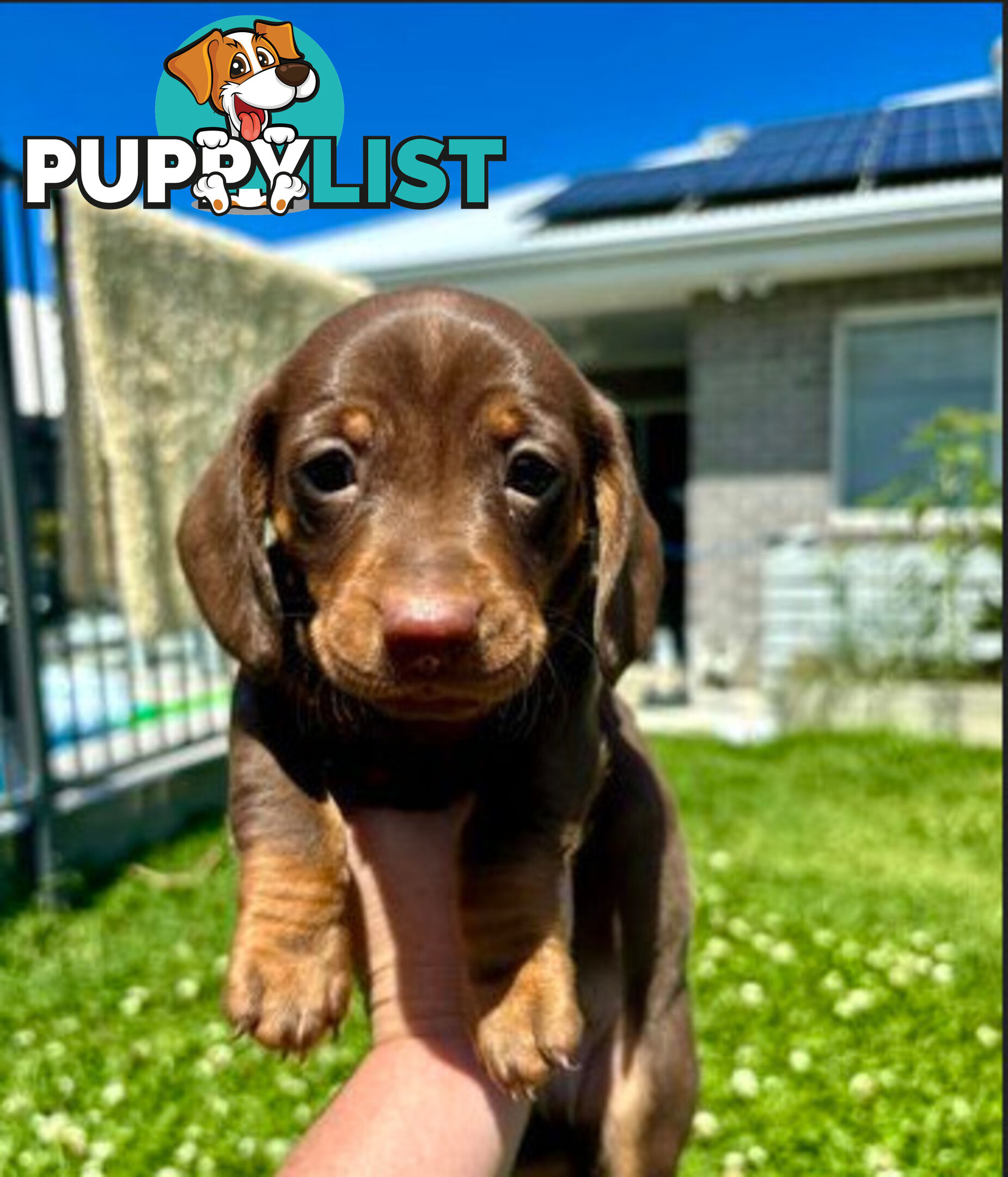 Miniature Dachshund Puppies