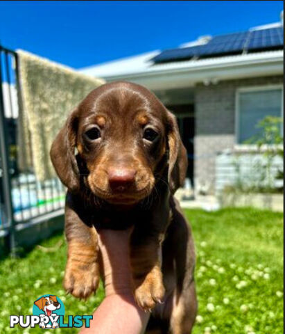 Miniature Dachshund Puppies