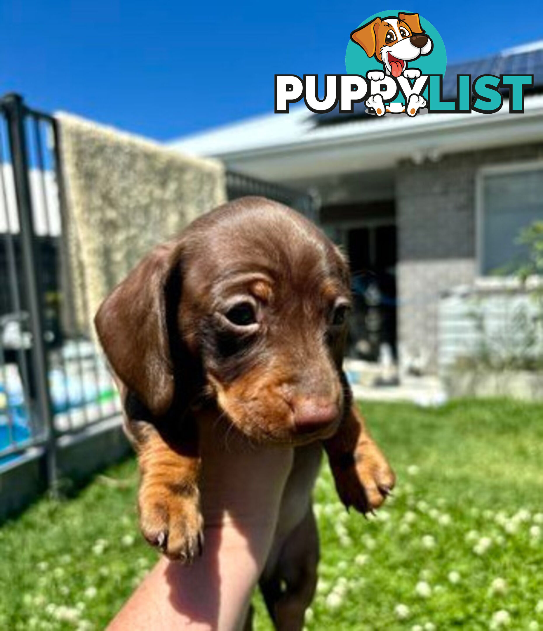 Miniature Dachshund Puppies