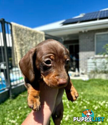 Miniature Dachshund Puppies