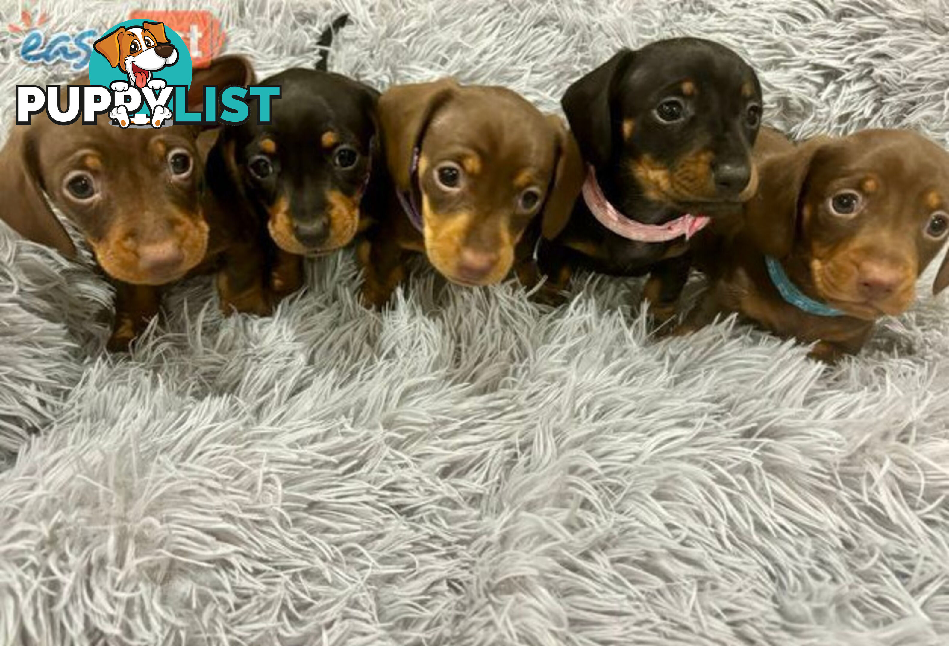 Miniature Dachshund Puppies