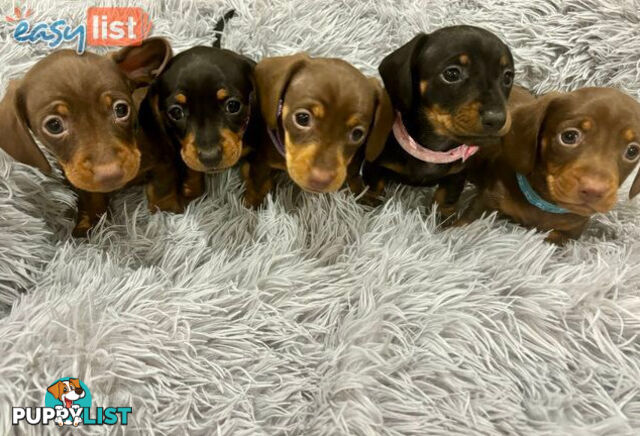 Miniature Dachshund Puppies