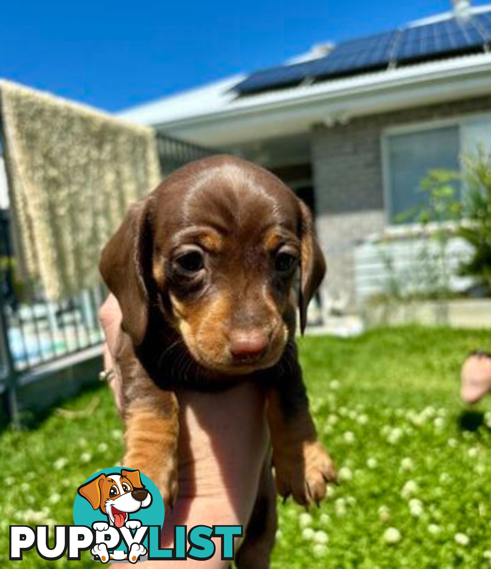 Miniature Dachshund Puppies