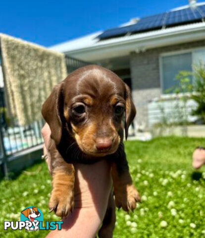 Miniature Dachshund Puppies