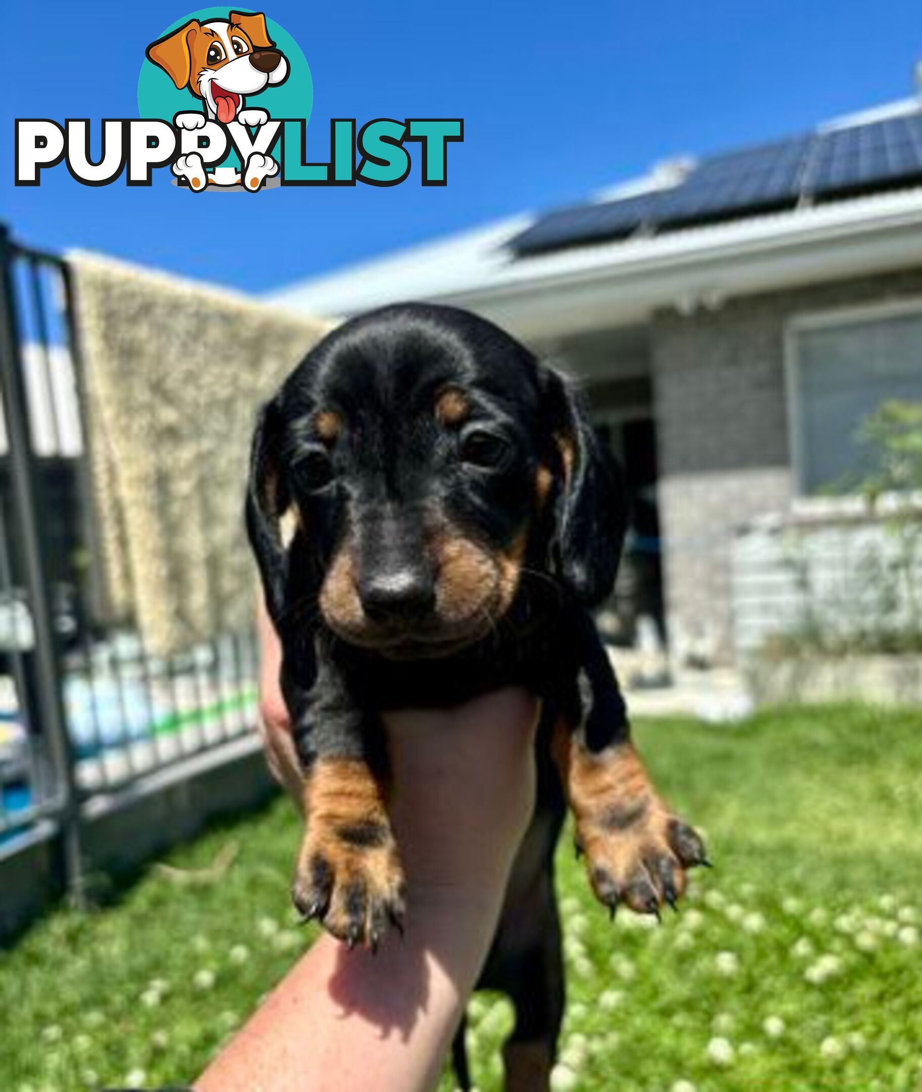 Miniature Dachshund Puppies