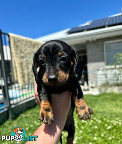 Miniature Dachshund Puppies