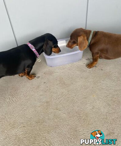 Miniature Dachshund Puppies