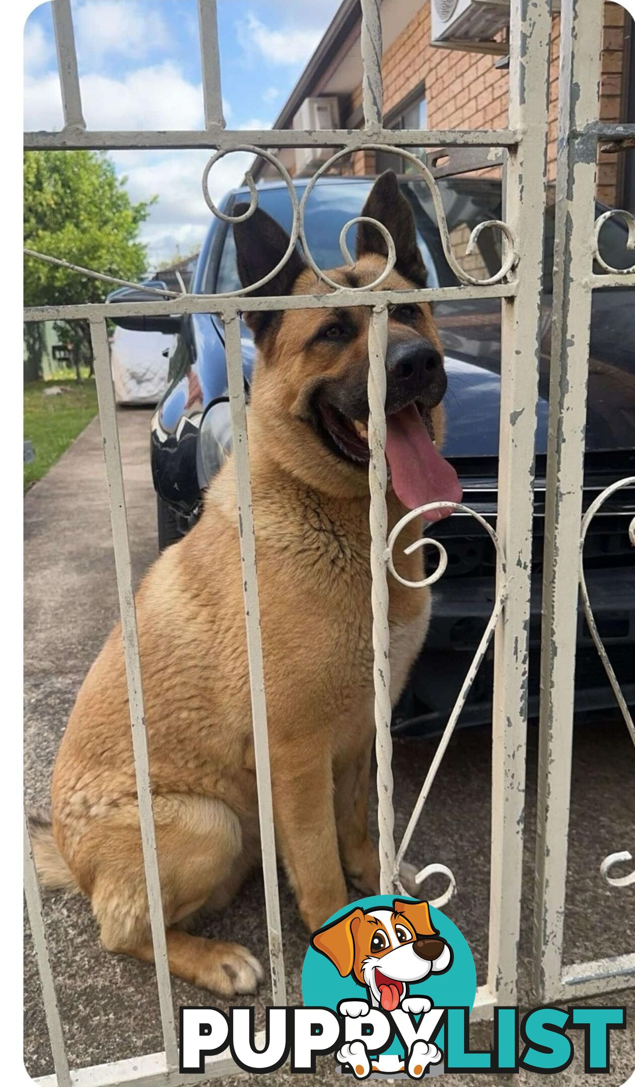 German shepherd cross akita  FREE