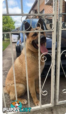 German shepherd cross akita  FREE