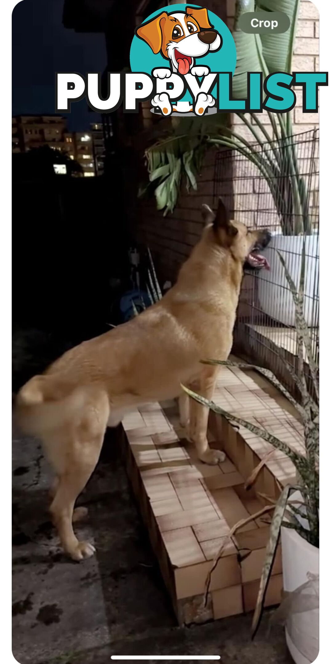 German shepherd cross akita  FREE